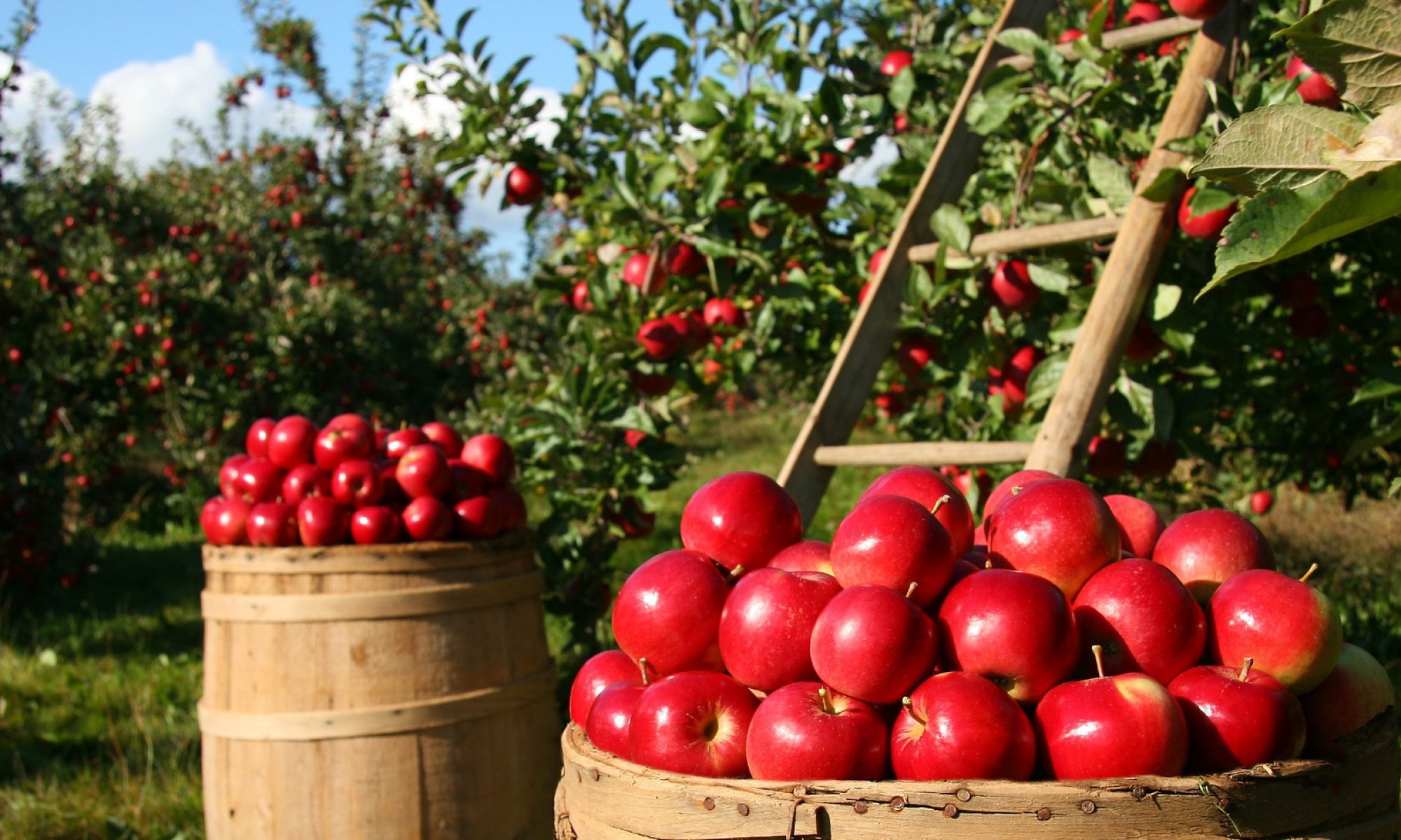 APF Exports